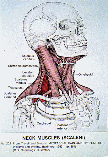 Músculos do pescoço
